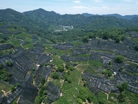 A sunscreen net is covering a large area of Tea Hill at the West Lake Longjing Level 1 Conservation Area in Hangzhou, China, on July 23, 202...