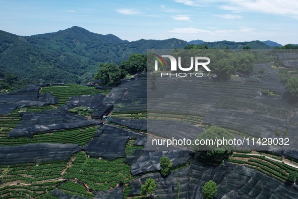 A sunscreen net is covering a large area of Tea Hill at the West Lake Longjing Level 1 Conservation Area in Hangzhou, China, on July 23, 202...