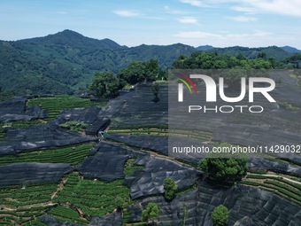 A sunscreen net is covering a large area of Tea Hill at the West Lake Longjing Level 1 Conservation Area in Hangzhou, China, on July 23, 202...