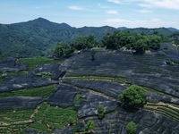 A sunscreen net is covering a large area of Tea Hill at the West Lake Longjing Level 1 Conservation Area in Hangzhou, China, on July 23, 202...