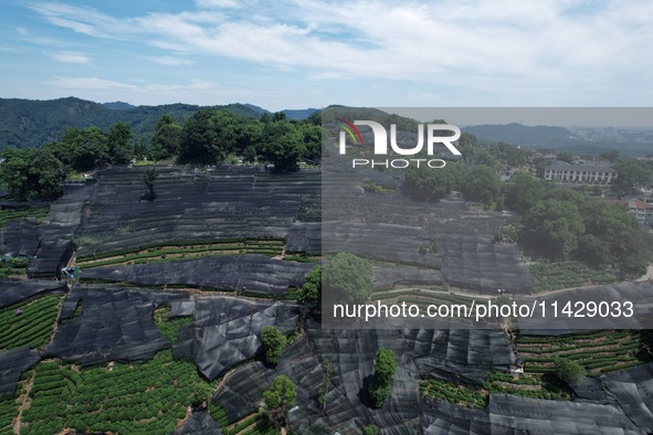 A sunscreen net is covering a large area of Tea Hill at the West Lake Longjing Level 1 Conservation Area in Hangzhou, China, on July 23, 202...