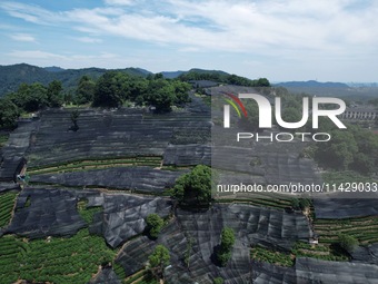 A sunscreen net is covering a large area of Tea Hill at the West Lake Longjing Level 1 Conservation Area in Hangzhou, China, on July 23, 202...