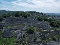 A sunscreen net is covering a large area of Tea Hill at the West Lake Longjing Level 1 Conservation Area in Hangzhou, China, on July 23, 202...