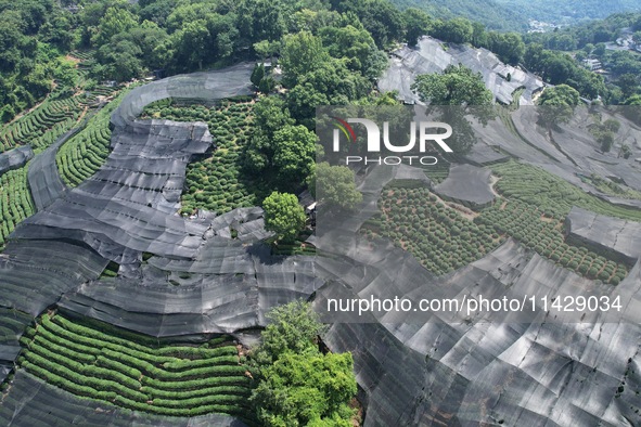 A sunscreen net is covering a large area of Tea Hill at the West Lake Longjing Level 1 Conservation Area in Hangzhou, China, on July 23, 202...