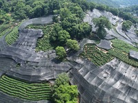 A sunscreen net is covering a large area of Tea Hill at the West Lake Longjing Level 1 Conservation Area in Hangzhou, China, on July 23, 202...