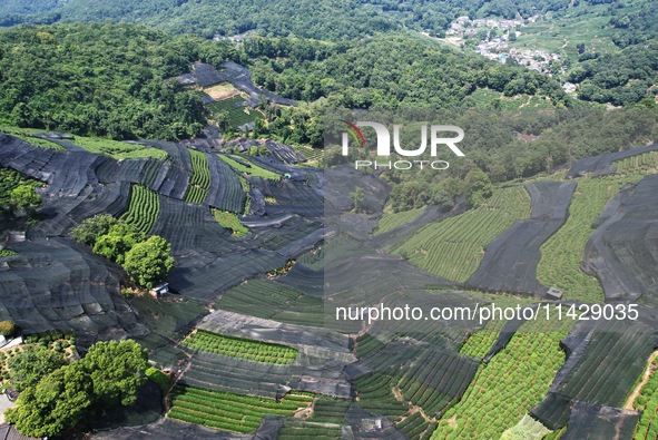 A sunscreen net is covering a large area of Tea Hill at the West Lake Longjing Level 1 Conservation Area in Hangzhou, China, on July 23, 202...