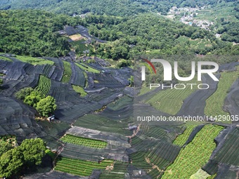 A sunscreen net is covering a large area of Tea Hill at the West Lake Longjing Level 1 Conservation Area in Hangzhou, China, on July 23, 202...