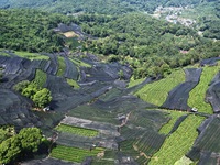 A sunscreen net is covering a large area of Tea Hill at the West Lake Longjing Level 1 Conservation Area in Hangzhou, China, on July 23, 202...