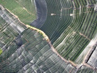 A sunscreen net is covering a large area of Tea Hill at the West Lake Longjing Level 1 Conservation Area in Hangzhou, China, on July 23, 202...