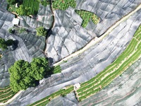 A sunscreen net is covering a large area of Tea Hill at the West Lake Longjing Level 1 Conservation Area in Hangzhou, China, on July 23, 202...