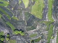 A sunscreen net is covering a large area of Tea Hill at the West Lake Longjing Level 1 Conservation Area in Hangzhou, China, on July 23, 202...