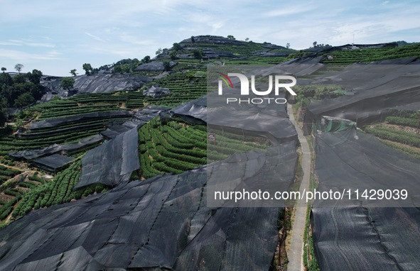 A sunscreen net is covering a large area of Tea Hill at the West Lake Longjing Level 1 Conservation Area in Hangzhou, China, on July 23, 202...