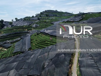 A sunscreen net is covering a large area of Tea Hill at the West Lake Longjing Level 1 Conservation Area in Hangzhou, China, on July 23, 202...