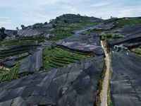 A sunscreen net is covering a large area of Tea Hill at the West Lake Longjing Level 1 Conservation Area in Hangzhou, China, on July 23, 202...