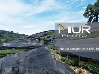 A sunscreen net is covering a large area of Tea Hill at the West Lake Longjing Level 1 Conservation Area in Hangzhou, China, on July 23, 202...