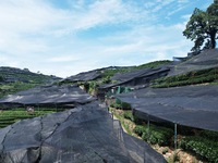 A sunscreen net is covering a large area of Tea Hill at the West Lake Longjing Level 1 Conservation Area in Hangzhou, China, on July 23, 202...