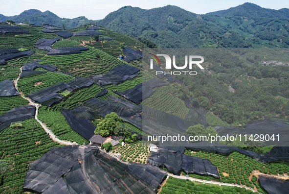 A sunscreen net is covering a large area of Tea Hill at the West Lake Longjing Level 1 Conservation Area in Hangzhou, China, on July 23, 202...