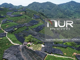 A sunscreen net is covering a large area of Tea Hill at the West Lake Longjing Level 1 Conservation Area in Hangzhou, China, on July 23, 202...