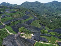 A sunscreen net is covering a large area of Tea Hill at the West Lake Longjing Level 1 Conservation Area in Hangzhou, China, on July 23, 202...