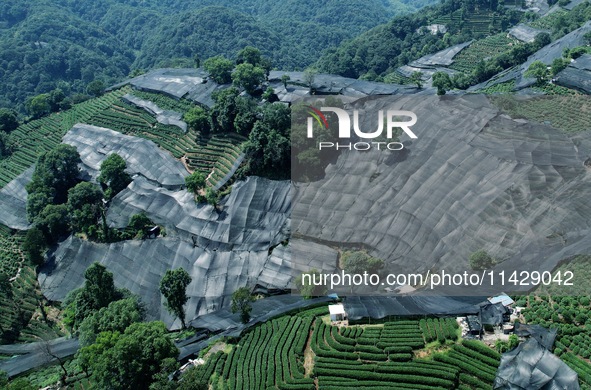 A sunscreen net is covering a large area of Tea Hill at the West Lake Longjing Level 1 Conservation Area in Hangzhou, China, on July 23, 202...