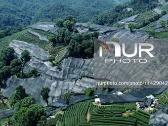 A sunscreen net is covering a large area of Tea Hill at the West Lake Longjing Level 1 Conservation Area in Hangzhou, China, on July 23, 202...