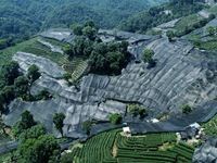 A sunscreen net is covering a large area of Tea Hill at the West Lake Longjing Level 1 Conservation Area in Hangzhou, China, on July 23, 202...