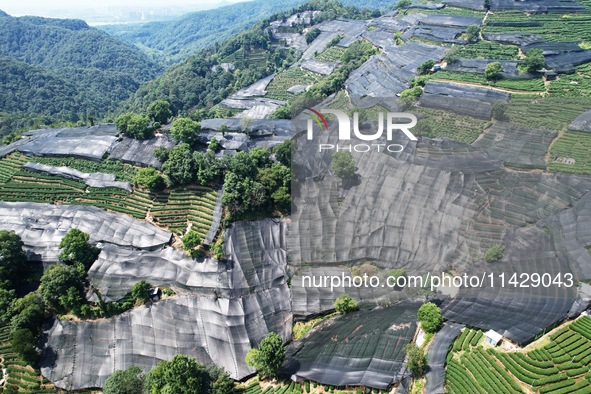 A sunscreen net is covering a large area of Tea Hill at the West Lake Longjing Level 1 Conservation Area in Hangzhou, China, on July 23, 202...