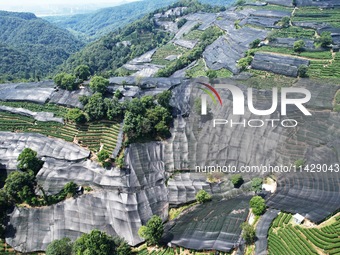 A sunscreen net is covering a large area of Tea Hill at the West Lake Longjing Level 1 Conservation Area in Hangzhou, China, on July 23, 202...