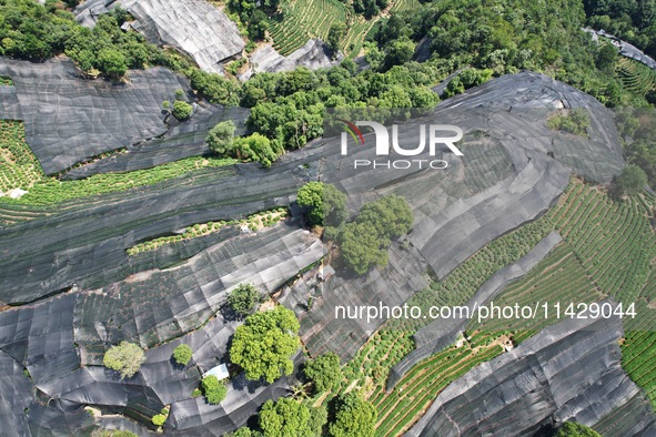 A sunscreen net is covering a large area of Tea Hill at the West Lake Longjing Level 1 Conservation Area in Hangzhou, China, on July 23, 202...