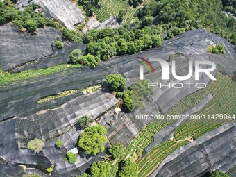 A sunscreen net is covering a large area of Tea Hill at the West Lake Longjing Level 1 Conservation Area in Hangzhou, China, on July 23, 202...