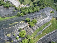 A sunscreen net is covering a large area of Tea Hill at the West Lake Longjing Level 1 Conservation Area in Hangzhou, China, on July 23, 202...