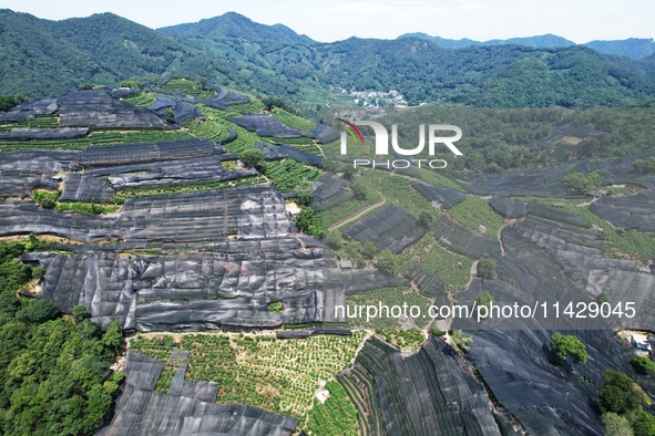 A sunscreen net is covering a large area of Tea Hill at the West Lake Longjing Level 1 Conservation Area in Hangzhou, China, on July 23, 202...