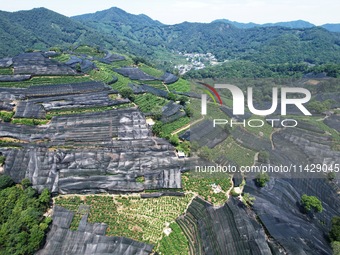 A sunscreen net is covering a large area of Tea Hill at the West Lake Longjing Level 1 Conservation Area in Hangzhou, China, on July 23, 202...