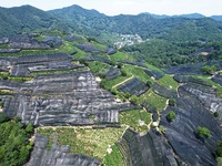 A sunscreen net is covering a large area of Tea Hill at the West Lake Longjing Level 1 Conservation Area in Hangzhou, China, on July 23, 202...