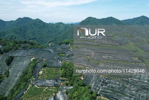 A sunscreen net is covering a large area of Tea Hill at the West Lake Longjing Level 1 Conservation Area in Hangzhou, China, on July 23, 202...