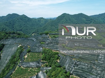 A sunscreen net is covering a large area of Tea Hill at the West Lake Longjing Level 1 Conservation Area in Hangzhou, China, on July 23, 202...