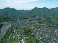 A sunscreen net is covering a large area of Tea Hill at the West Lake Longjing Level 1 Conservation Area in Hangzhou, China, on July 23, 202...