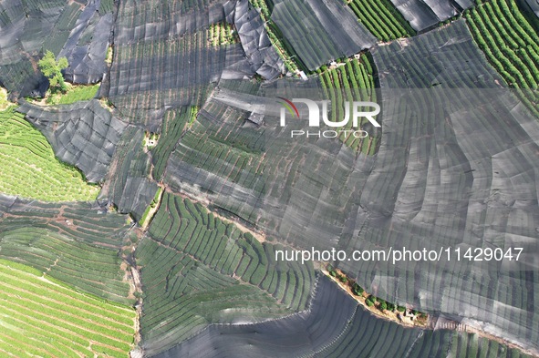 A sunscreen net is covering a large area of Tea Hill at the West Lake Longjing Level 1 Conservation Area in Hangzhou, China, on July 23, 202...