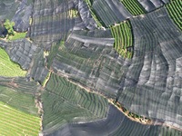 A sunscreen net is covering a large area of Tea Hill at the West Lake Longjing Level 1 Conservation Area in Hangzhou, China, on July 23, 202...