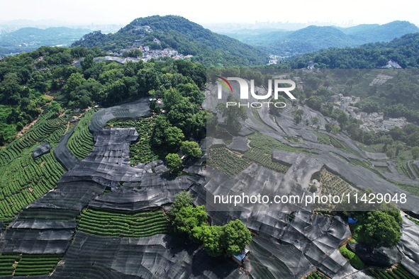 A sunscreen net is covering a large area of Tea Hill at the West Lake Longjing Level 1 Conservation Area in Hangzhou, China, on July 23, 202...