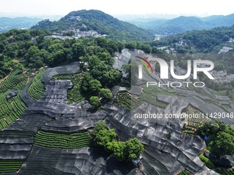 A sunscreen net is covering a large area of Tea Hill at the West Lake Longjing Level 1 Conservation Area in Hangzhou, China, on July 23, 202...