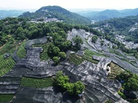 A sunscreen net is covering a large area of Tea Hill at the West Lake Longjing Level 1 Conservation Area in Hangzhou, China, on July 23, 202...