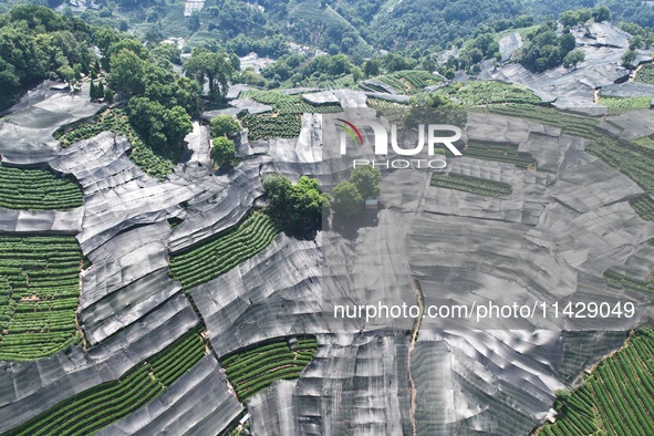 A sunscreen net is covering a large area of Tea Hill at the West Lake Longjing Level 1 Conservation Area in Hangzhou, China, on July 23, 202...