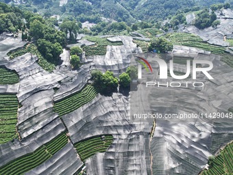 A sunscreen net is covering a large area of Tea Hill at the West Lake Longjing Level 1 Conservation Area in Hangzhou, China, on July 23, 202...