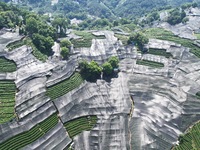 A sunscreen net is covering a large area of Tea Hill at the West Lake Longjing Level 1 Conservation Area in Hangzhou, China, on July 23, 202...