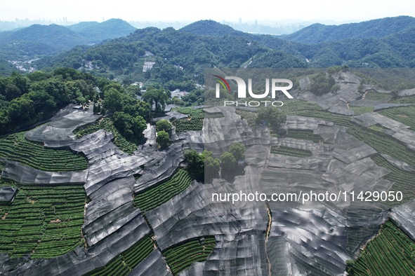 A sunscreen net is covering a large area of Tea Hill at the West Lake Longjing Level 1 Conservation Area in Hangzhou, China, on July 23, 202...