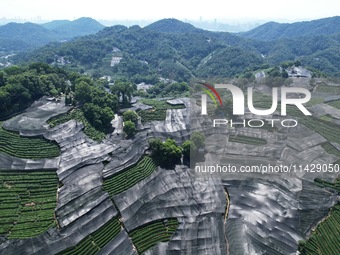 A sunscreen net is covering a large area of Tea Hill at the West Lake Longjing Level 1 Conservation Area in Hangzhou, China, on July 23, 202...