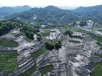 A sunscreen net is covering a large area of Tea Hill at the West Lake Longjing Level 1 Conservation Area in Hangzhou, China, on July 23, 202...