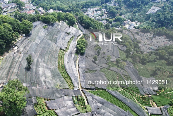 A sunscreen net is covering a large area of Tea Hill at the West Lake Longjing Level 1 Conservation Area in Hangzhou, China, on July 23, 202...