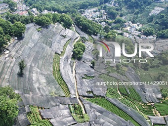 A sunscreen net is covering a large area of Tea Hill at the West Lake Longjing Level 1 Conservation Area in Hangzhou, China, on July 23, 202...